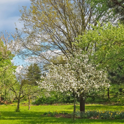 Spring