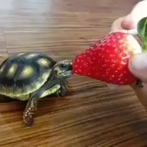 食べるのが遅い 🐢