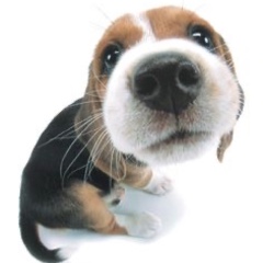 Dogs