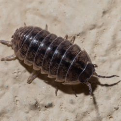 Creepy Crawlies