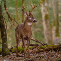 Deer