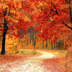 Fall