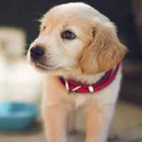 犬
