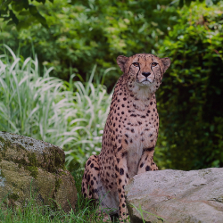 Cheetah