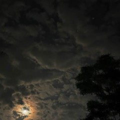 Night owl