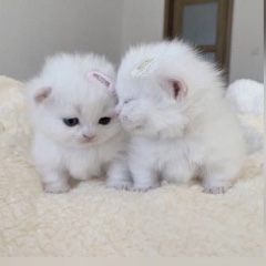 Cats